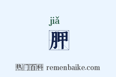 胛是什么意思的图片